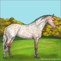 Horse Color:Silver Bay Dun  and Silver Bay Dun Appaloosa 