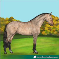 Horse Color:Bay Dun  and Bay Dun 
