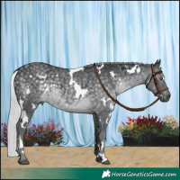 Horse Color:White Spotted Silver Black Chinchilla 