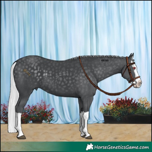 Horse Color:Silver Black Chinchilla Splash 