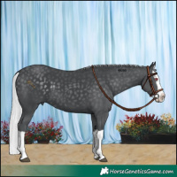 Horse Color:Silver Black Chinchilla Splash 