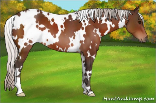 Horse Color:White Spotted Silver Brown 