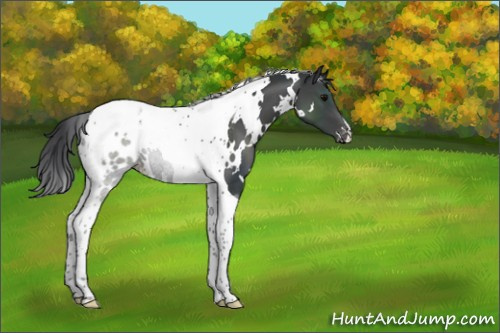 Horse Color:White Spotted Black Tobiano Appaloosa Rabicano 