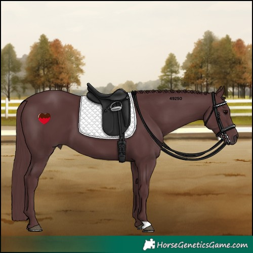 Horse Color:Chocolate Black