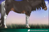 Horse Color:Liver Chestnut Tobiano 