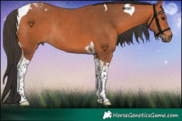 Horse Color:Bay Tobiano Rabicano 