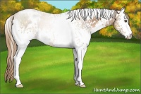 Horse Color:White Spotted Liver Chestnut Pearl Rabicano