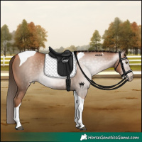 Horse Color:Gray Liver Chestnut Pearl Tobiano 