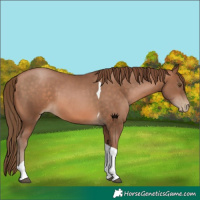 Horse Color:Brown Pearl Tobiano 