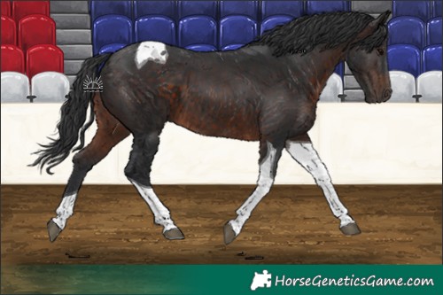 Horse Color:Brown Tobiano 