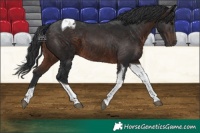 Horse Color:Brown Tobiano 