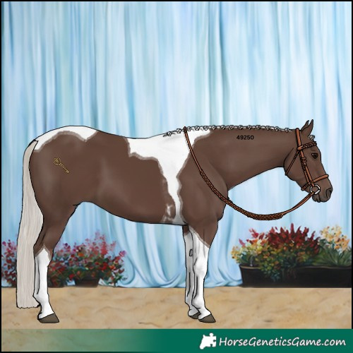 Horse Color:Silver Black Tobiano 