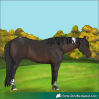 Horse Color:Brown Tobiano 