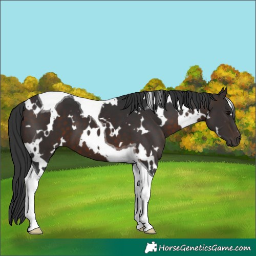 Horse Color:White Spotted Brown Tobiano