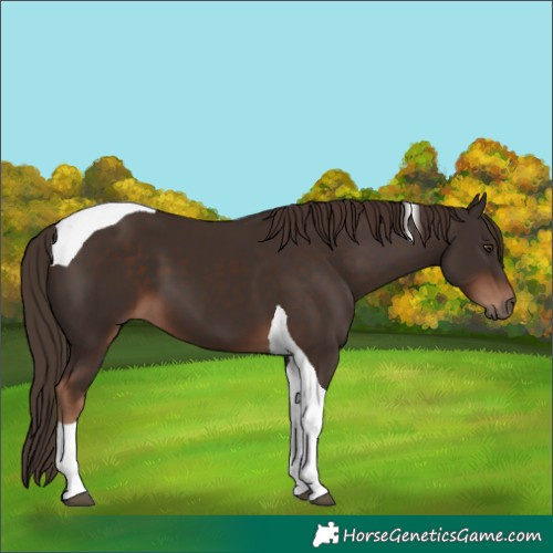 Horse Color:Liver Chestnut Tobiano