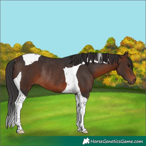 Horse Color:Brown Tobiano Rabicano 