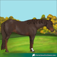 Horse Color:Liver Chestnut 
