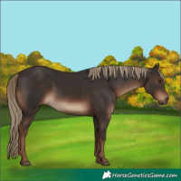 Horse Color:Liver Chestnut 
