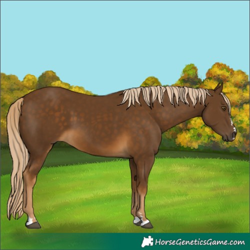 Horse Color:Chocolate Palomino 