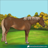 Horse Color:Chocolate Palomino 