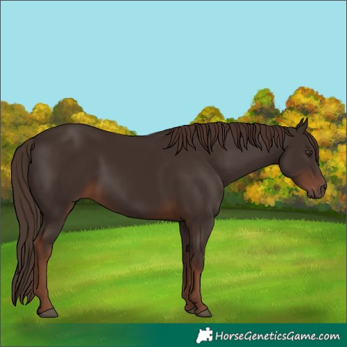 Horse Color:Liver Chestnut Rabicano 