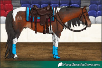 Horse Color:Bay Tobiano 