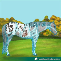 Horse Color:Thunderstruck Brown Tobiano Appaloosa 