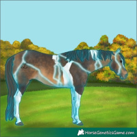 Horse Color:Thunderstruck Buckskin Tobiano