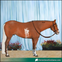 Horse Color:Silver Bay Sabino Rabicano 