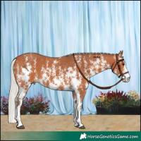 Horse Color:Silver Bay Sabino Rabicano 