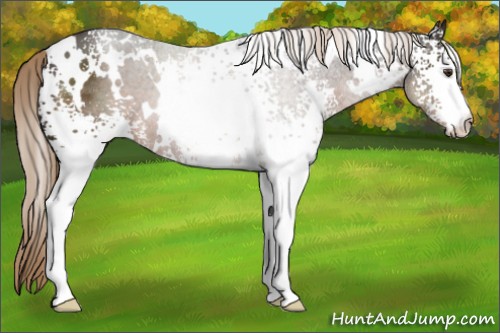 Horse Color:White Spotted Liver Chestnut 