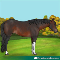 Horse Color:Brown Tobiano 