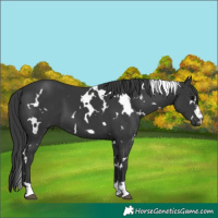 Horse Color:White Spotted Black 