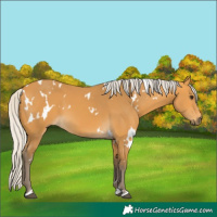 Horse Color:White Spotted Silver Buckskin 
