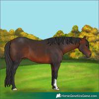 Horse Color:Bay 