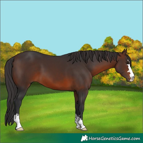 Horse Color:Brown 