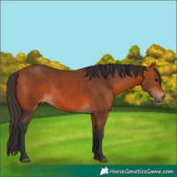 Horse Color:Bay 