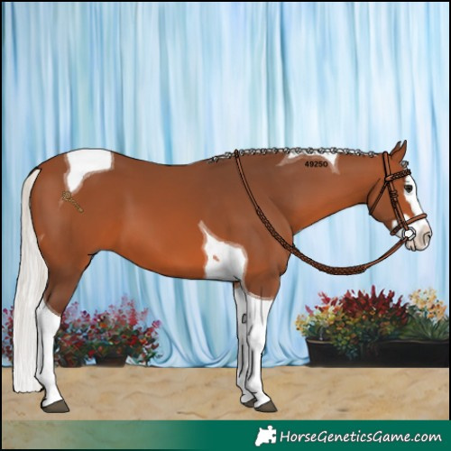 Horse Color:Silver Brown Splash Tobiano