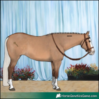 Horse Color:Silver Brown Dun Splash 