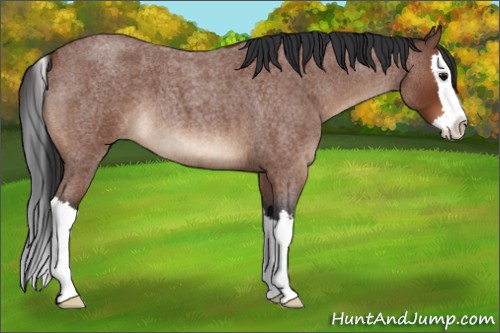 Horse Color:Bay Roan Splash