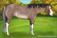 Horse Color:Bay Roan Splash 