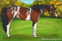 Horse Color:White Spotted Brown 