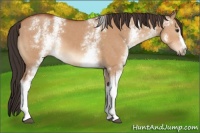 Horse Color:White Spotted Bay Dun 