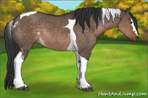 Horse Color:White Spotted Brown Dun Tobiano Rabicano 