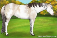 Horse Color:White Spotted Brown Dun 