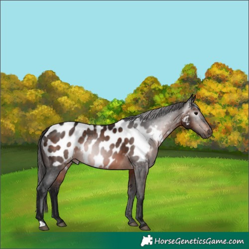 Horse Color:Gray Bay Appaloosa 