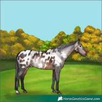 Horse Color:Gray Bay Appaloosa 