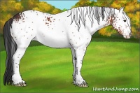 Horse Color:White Spotted Bay Appaloosa 