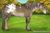 Horse Color:White Spotted Chocolate Palomino Blanket 