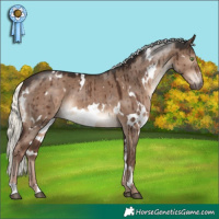 Horse Color:White Spotted Liver Red Dun Mushroom Brindle 